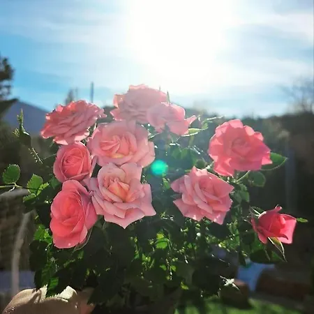 Campo Tranquilo Para Desconectar * Αλικάντε