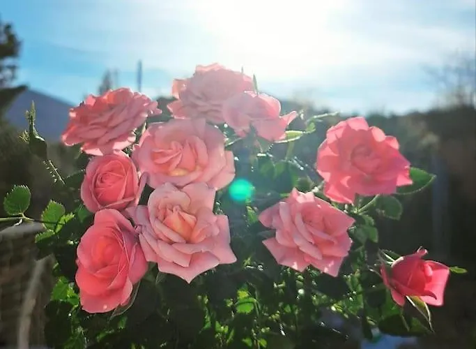 Campo Tranquilo Para Desconectar * Alicante